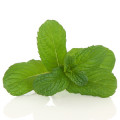 سیب نعنا Apple Mint